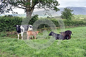 Couple of cows with their calfs in a field photo