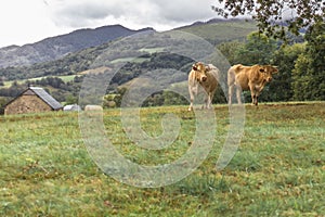 Two cows in a clearing near a dairy farm