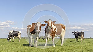Two cows, couple looking curious red and white, in a green field under a blue sky and horizon over land