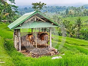 Two cows in a cowshed on rice terraces Jatiluwih