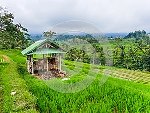 Two cows in a cowshed on rice terraces Jatiluwih