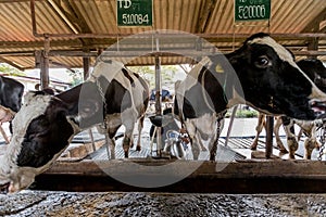 Two cows in dairy farm and a man is milking a cow.