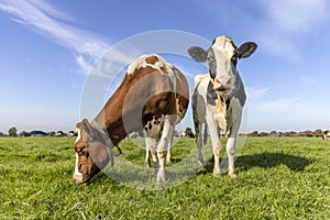 Two cows with diversity multi color, a cow grazing and one standing head up, black red and white livestock with blue sky