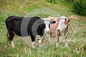 Two cows eat in the field. Simmental cow grazes peacefully in an open field