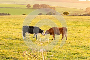 Two cows facing in a field