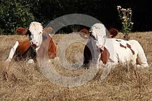 Two cows in a field