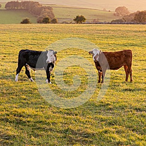 Two cows  in a field