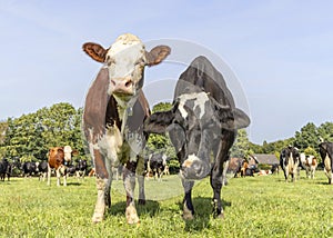 Two cows in a field, bicolored red and black with white, front view standing, full length milk cattle