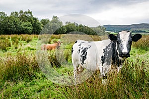 Two Cows in a Field