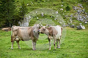 Two cows in the field. Switzerland.