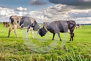 Two cows fight against each other in a pasture