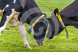 Two cows fight against each other in a pasture