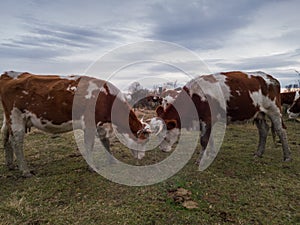 Two cows fight each other among cow herd in the pasture during overcast day