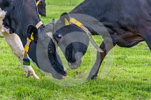 Two cows fight each other in a meadow