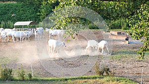 Two cows fight in the farm field