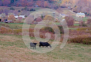 Two Cows in the Foreground with Rolling Farmland in the Background