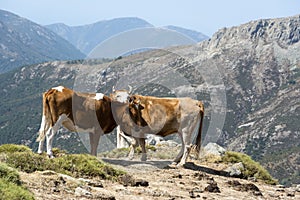 Two cows freely roaming on mountain meadow