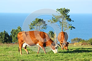 Two cows graze grass quietly in a green grass field