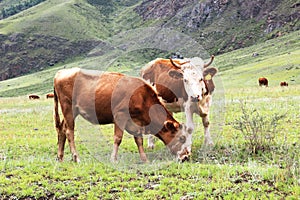 Two cows graze on a green meadow.
