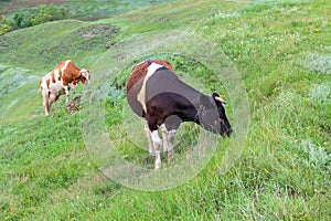 Two cows graze on the lie after the rain