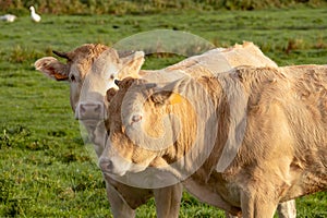 Two cows graze in the meadow