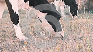 Two cows graze in a meadow, eat grass. Middle plan, view from below on cow's snouts. Natural walking, natural farm milk