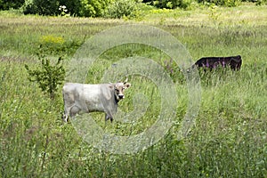 Two cows graze in the meadow among the green grass