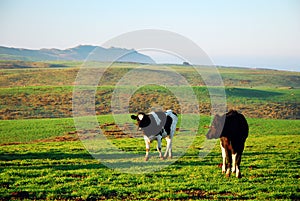Two cows graze in a misty pasture