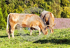 Two cows grazing