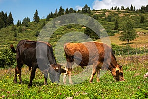 Two cows grazing