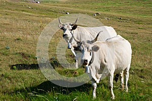 two cows grazing in campo imperatore abruzzo