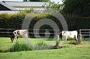 Two cows grazing on a field.