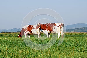 Two Cows grazing in field