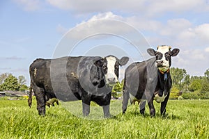 Two cows grazing in a field, black and white, large dutch groninger blaarkop photo