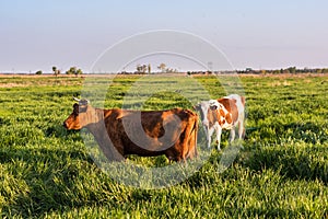 Two cows grazing in a field in fresh green grass