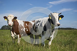 Two cows grazing grass on pasture. Curious animals looking directly at the photographer. Beautiful sunny day