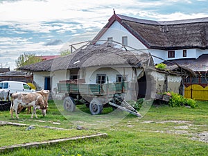 Two cows grazing grass in Sfantu Gheorghe, Danube Delta