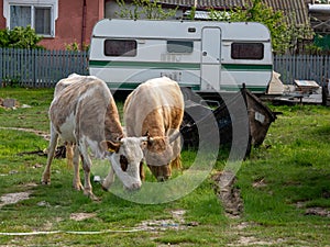 Two cows grazing grass in Sfantu Gheorghe, Danube Delta