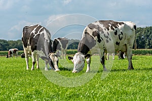 Two cows grazing on the green grass of the fields