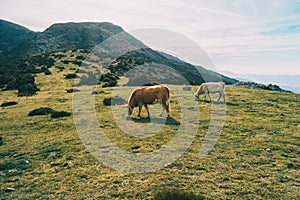 Two cows grazing in a green meadow