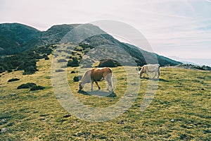 Two cows grazing in a green meadow