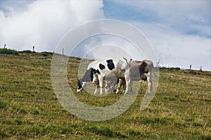 Two cows grazing on a meadow in the Markstein region at the Route of the Ridges