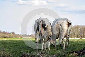 Two cows grazing in the meadow, seen from behind, towards the horizon, with a soft blue sky with some white clouds