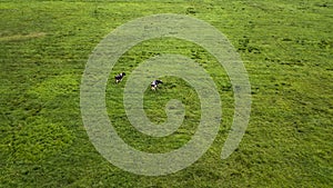Two cows grazing in a meadow top view from drone aerial photography