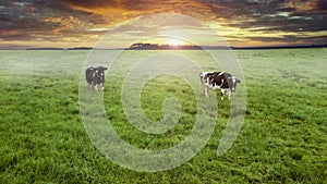 Two cows grazing in a meadow top view from drone aerial photography