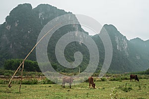 Two cows grazing on the mountains near Phong Nha,