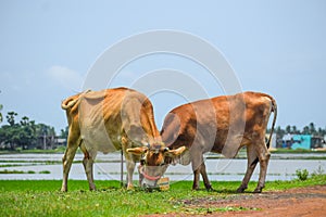 Cows grazing pasture under the bright sunlight