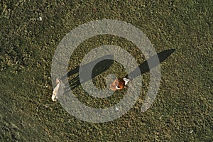 Two cows grazing on pastureland meadow and casting shadow on the grass field