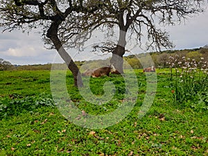 Two Cows in Green Field with Flowers