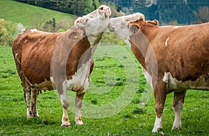 Two cows on green grass photo